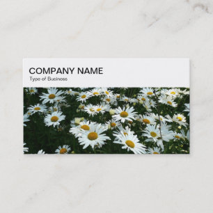 Bovenste paneel - Visitekaartje Shasta Daisies