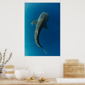 Bovenste uitzicht van een walvishaai poster (Keuken)