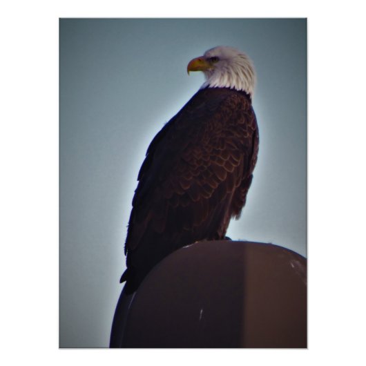 "Bovenste vogel" Foto Afdruk (Voorkant)