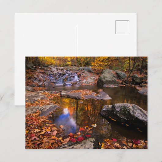 Bovenste Whiteoak-Herfsten, Nationaal Park Shenand Briefkaart (Voorkant / Achterkant)