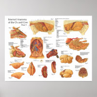 Bovine Cow Internal Anatomy Poster