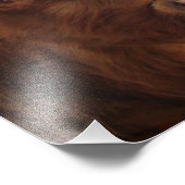 Bovins écossais des Highlands ~ Photo (Coin)