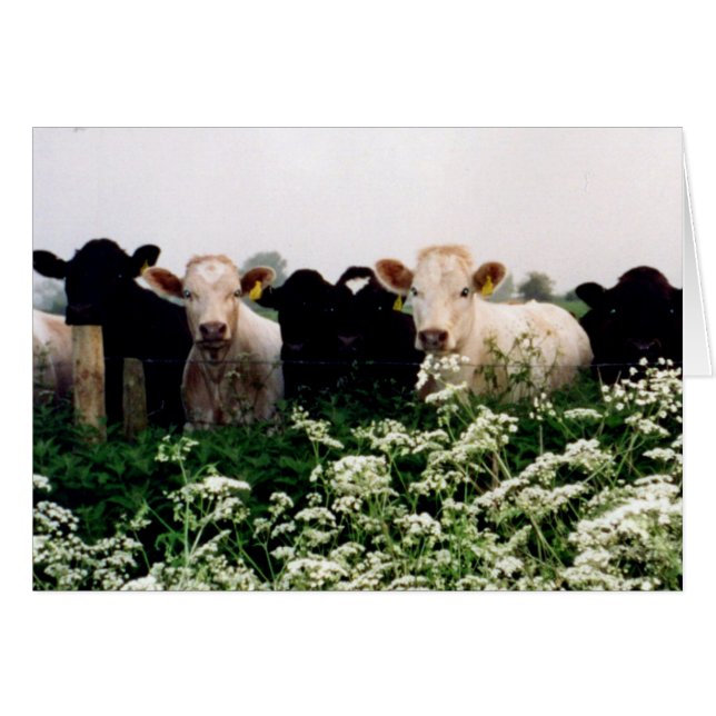 Bovins, vaches au WILTSHIRE, Angleterre (Devant horizontal)