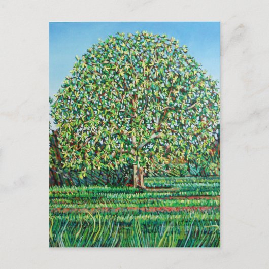 Bow Tree Spring Briefkaart (Voorkant)