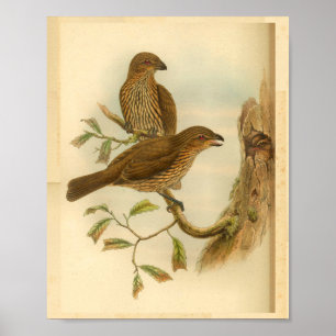 Bower Bird print met gebottende buis