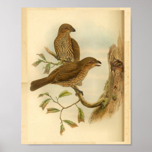 Bower Bird  print met gebottende buis (Voorkant)