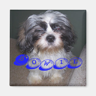Bowie de Fuzzy Shih Tzu Puppy Hondenmagneet Magneet