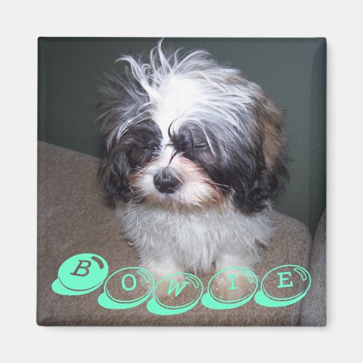 Bowie de Fuzzy Shih Tzu Puppy Hondenmagneet Magneet (Voorkant)