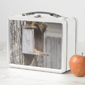 Box Boîte à lunch d'écureuil (En situation)