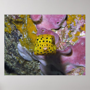 Box Boxfish Portret Poster