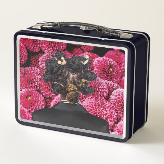 Box Lunch box. (Dos)