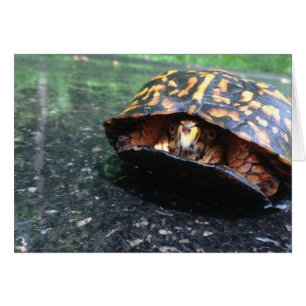 Box Turtle