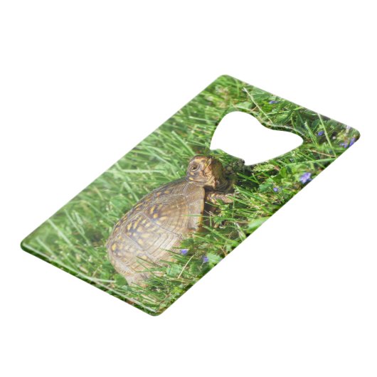 Box Turtle (Dos Angle)