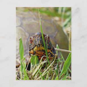 Box Turtle Briefkaart