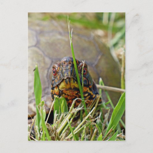 Box Turtle Briefkaart (Voorkant)