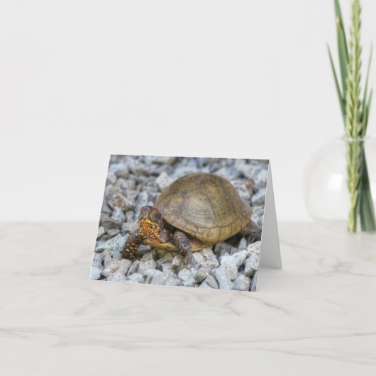 Box Turtle Kaart (Voorkant)