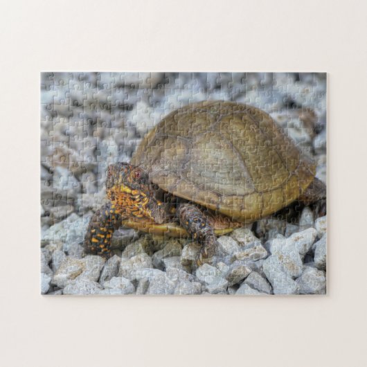 Box Turtle Legpuzzel (Horizontaal)