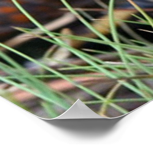 Box Turtle Poster (Hoek)