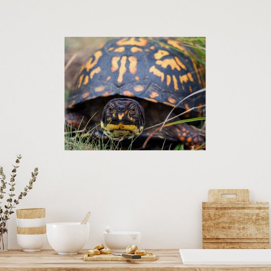 Box Turtle Poster (Keuken)