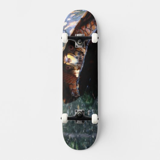 Box Turtle Skateboard (Voorkant)