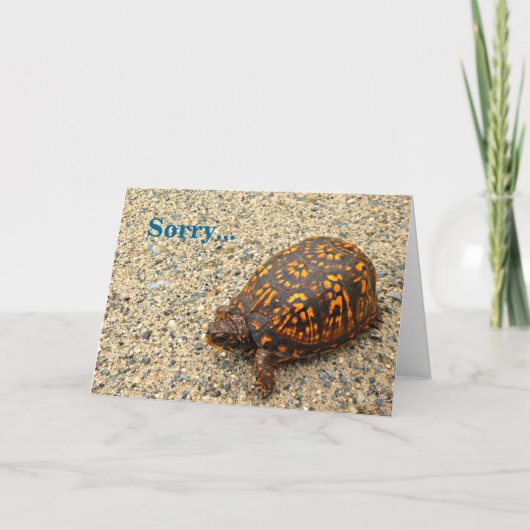 Box Turtle Sorry Verlate Verjaardag Kaart (Voorkant)