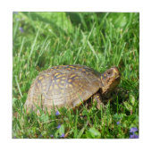 Box Turtle Tegeltje (Voorkant)