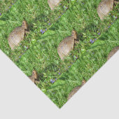 Box Turtle Tissuepapier (Detail)