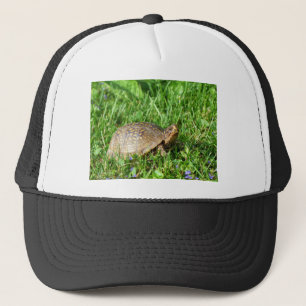 Box Turtle Trucker Pet