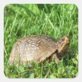 Box Turtle Vierkante Sticker (Voorkant)