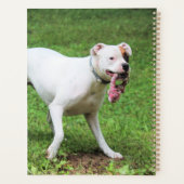 Boxer (Dos)
