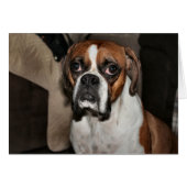 Boxer (Devant horizontal)