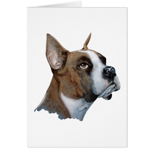 Boxer (Devant)