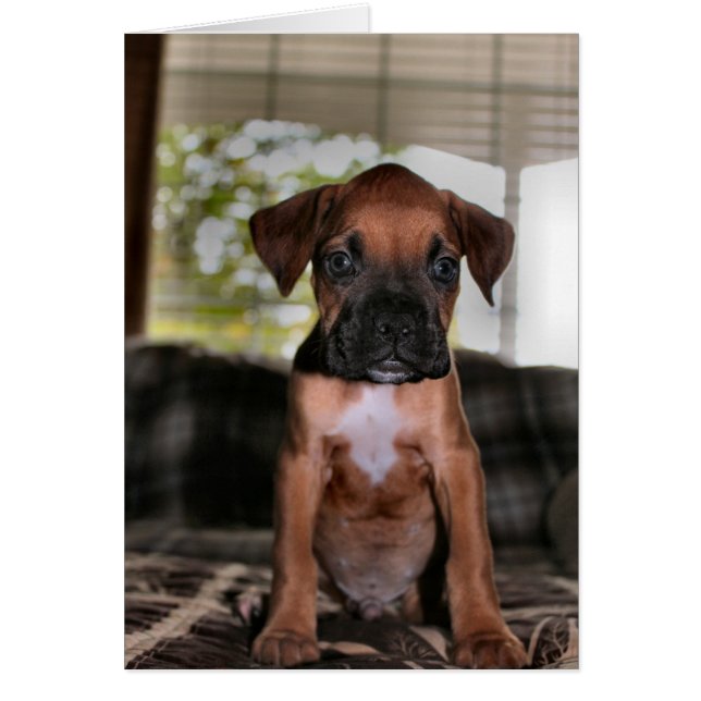 Boxer baby (Voorkant)