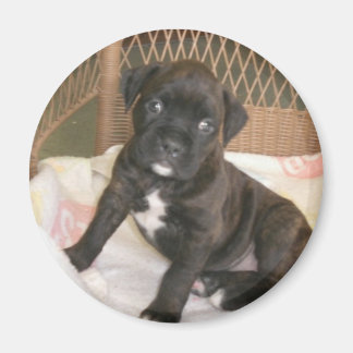 Boxer Baby. Magneet