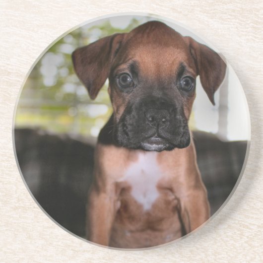 Boxer baby zandsteen onderzetter (Voorkant)