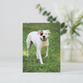 Boxer Briefkaart (Staand voorkant)