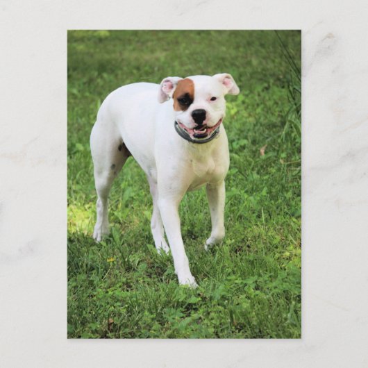 Boxer Briefkaart (Voorkant)