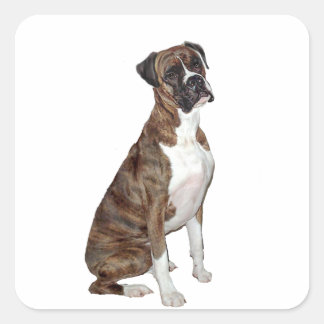 Boxer - brindle (natuurlijke oren) vierkante sticker