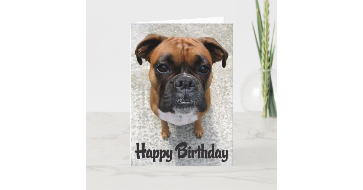 Boxer Chien Chien Chien Heureux Anniversaire Carte Zazzle Be Boxer Chien Chien Chien Heureux Anniversaire Carte Zazzle Be