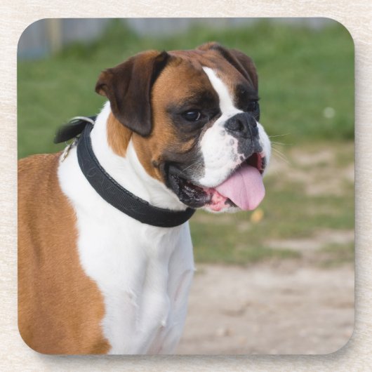 Boxer Chien Photo Dessous de verre en plastique du (Devant)