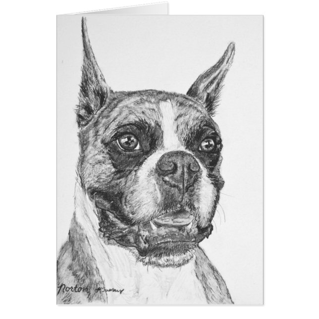 Boxer Dog (Voorkant)