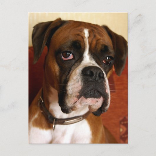 Boxer Dog Briefkaart (Voorkant)