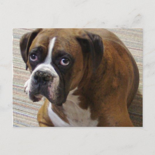 Boxer Dog Briefkaart (Voorkant)