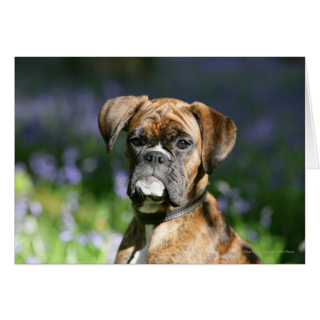 Boxer Dog Headshot (Voorkant Horizontaal)
