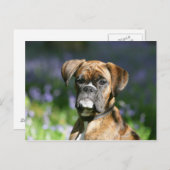 Boxer Dog Headshot Briefkaart (Voorkant / Achterkant)