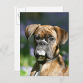 Boxer Dog Headshot Briefkaart (Voorkant / Achterkant)