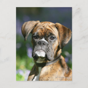 Boxer Dog Headshot Briefkaart