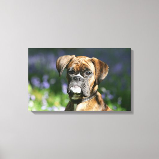 Boxer Dog Headshot Canvas Afdruk (Voorkant)