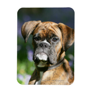 Boxer Dog Headshot Magneet