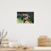 Boxer Dog Headshot Poster (Keuken)